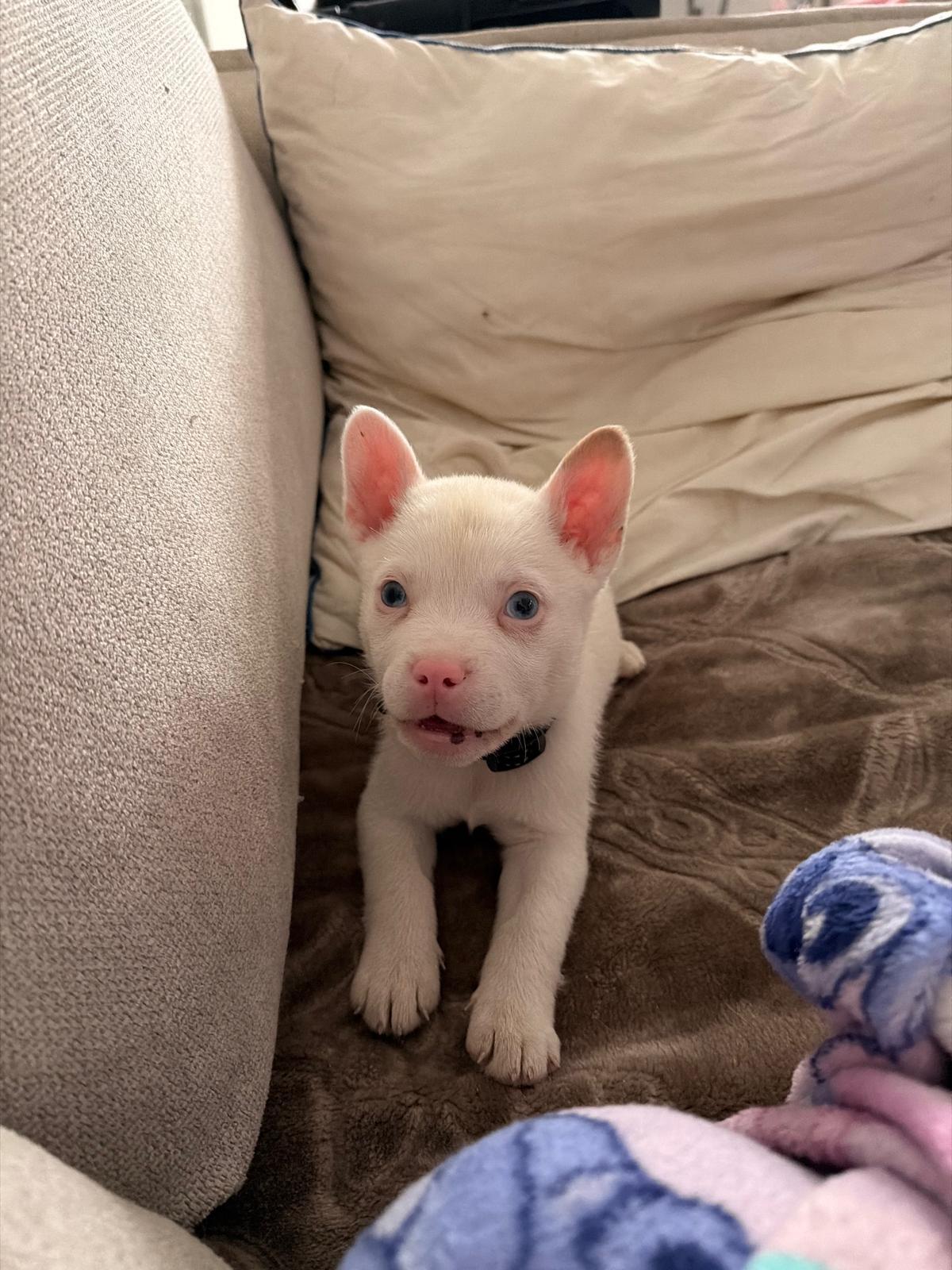 Alaska — notre chien blanc aux yeux bleus