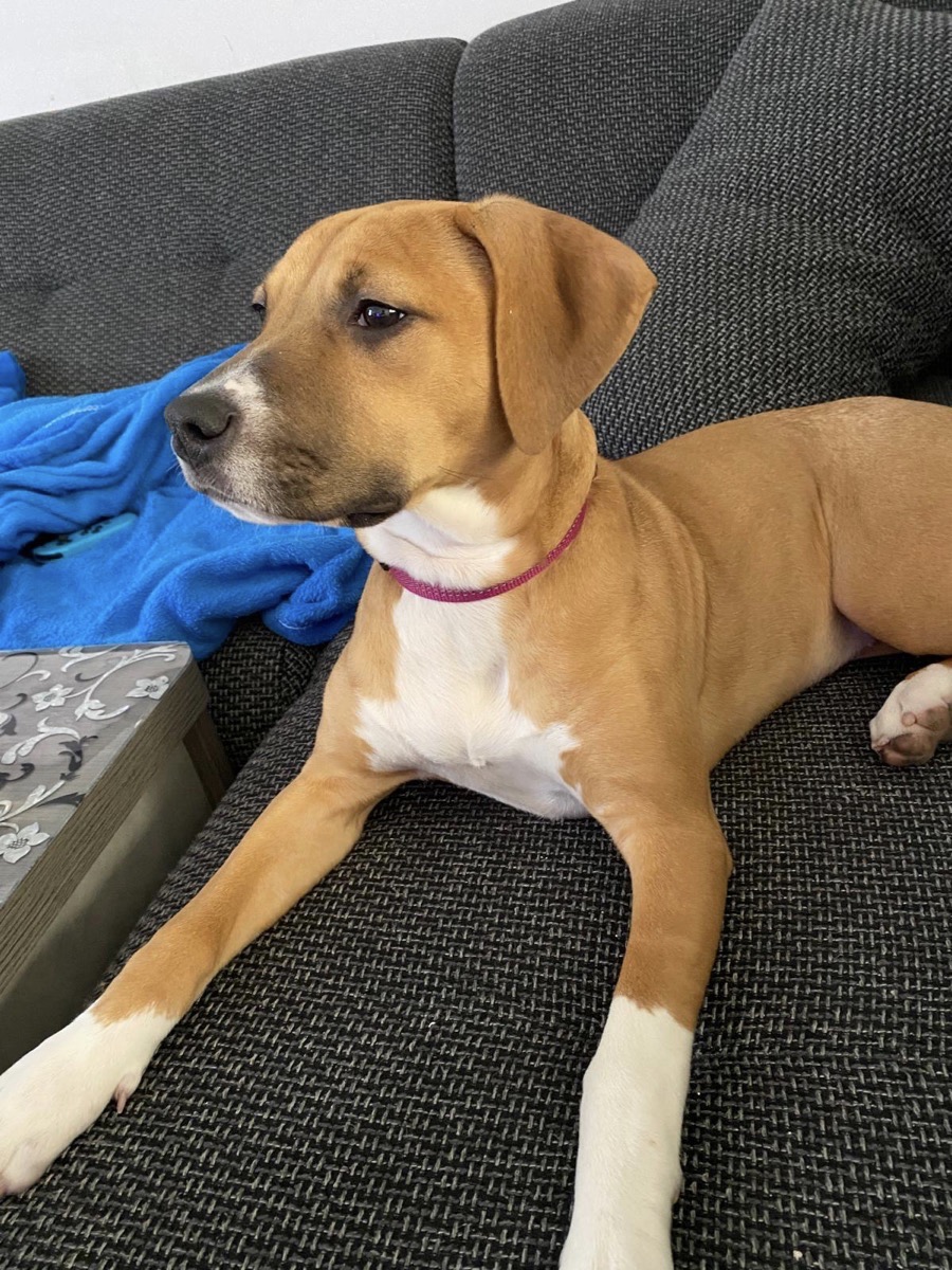 Arya — notre chienne fauve