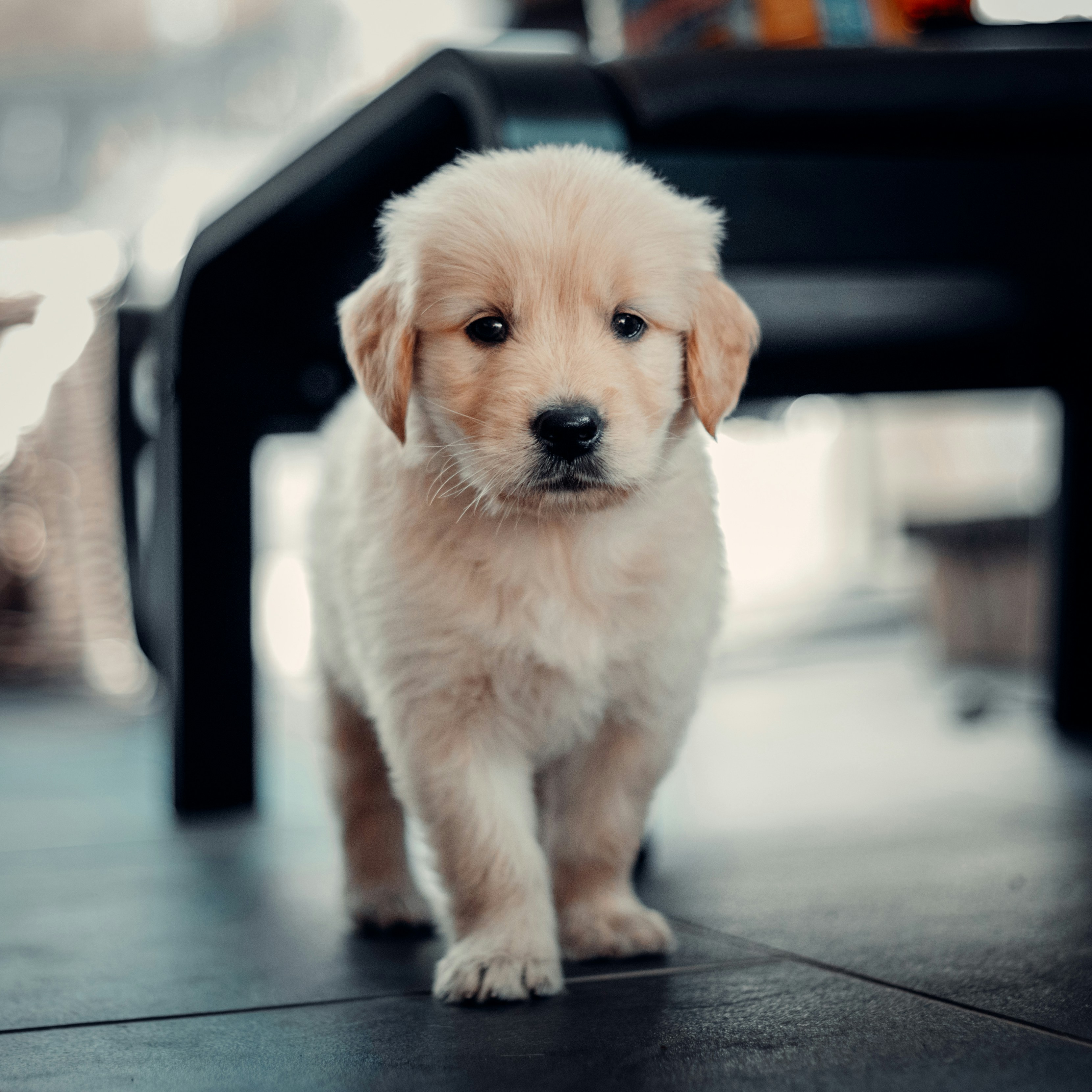 Golden Retriever